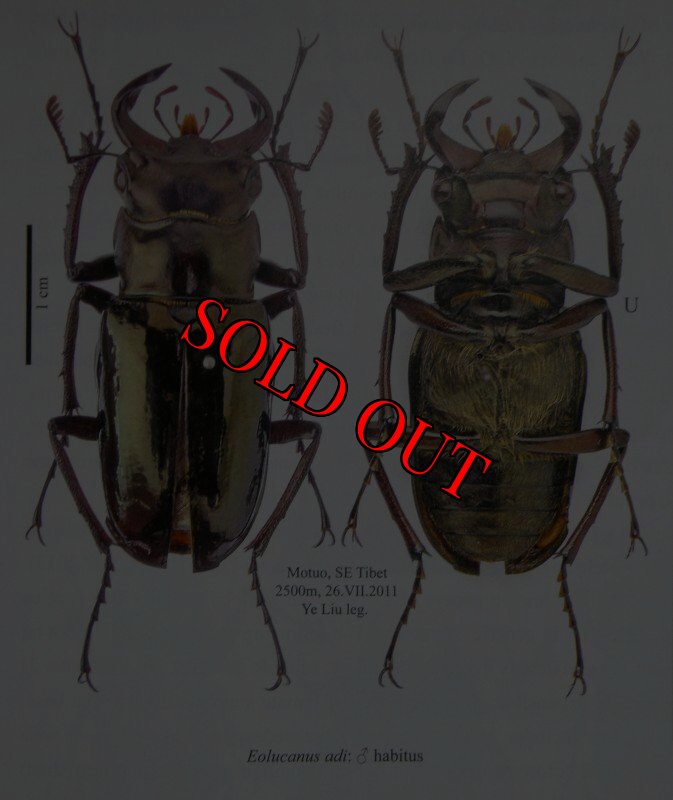 出典:stag beetles of chinaIII