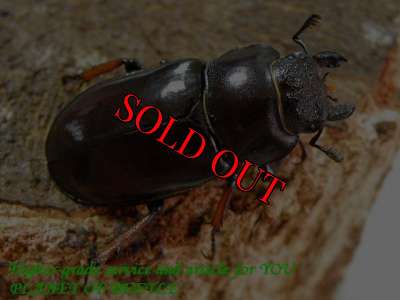 お届けする♀34mm実物です。