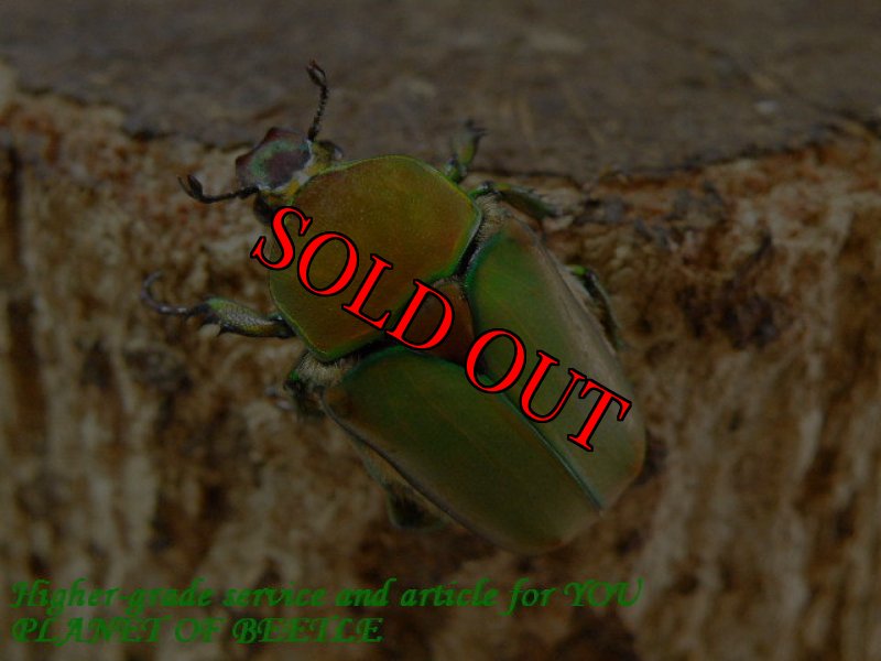 お届けする♀実物です。