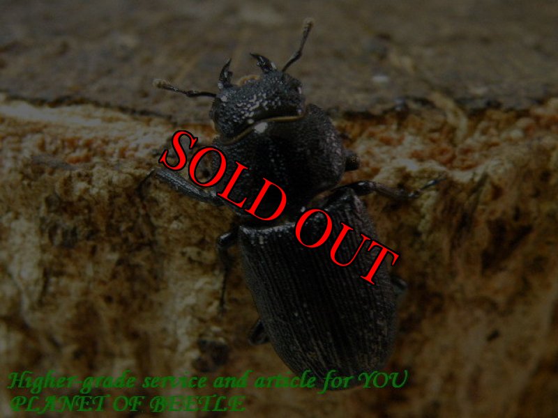 お届けする♀実物です。