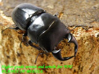 11/8雲南！希少天然ドルクス ノセ♂32mm♀23mmサービスペア - PLANET OF BEETLE