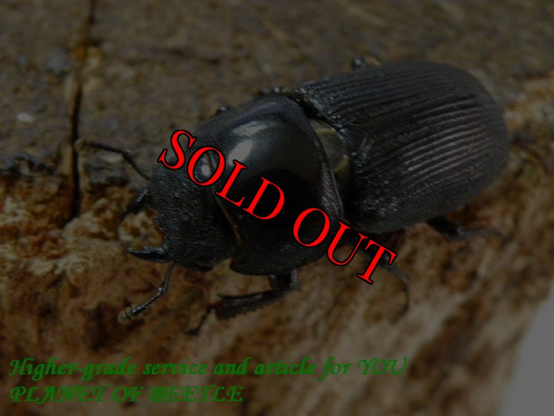 お届けする♀27mm実物です。