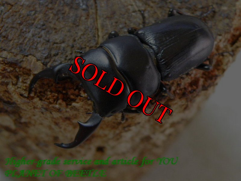 お届けする♂41mm実物です。