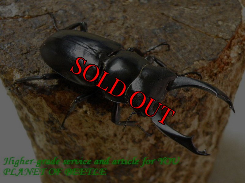 お届けする♂63mm実物です。