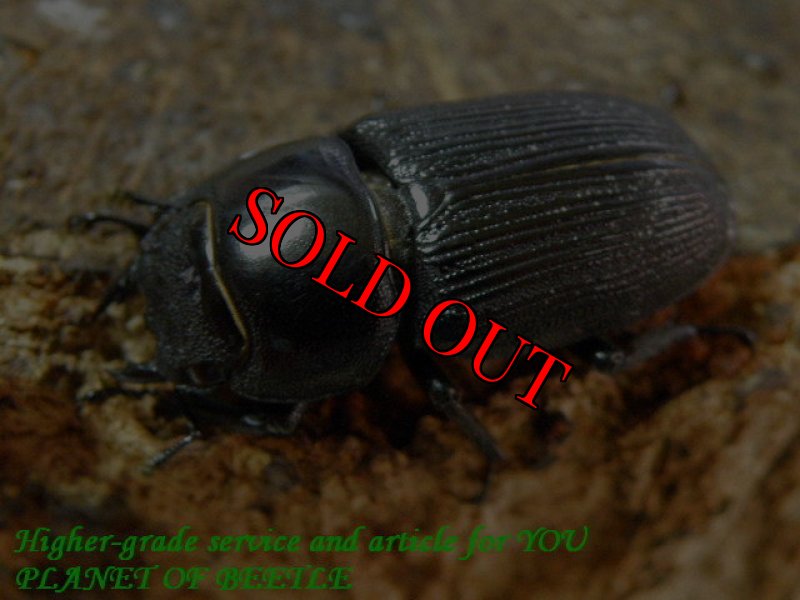 お届けする♀27mm実物です。