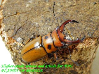 クワガタ カブトムシ レア種 飼育用品 通販専門店 PLANET OF BEETLE