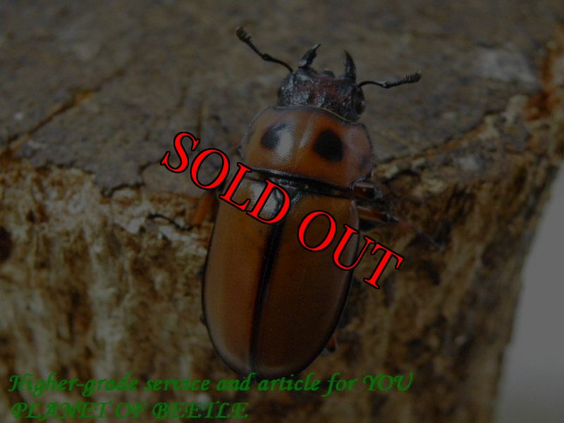 お届けする♀実物です。