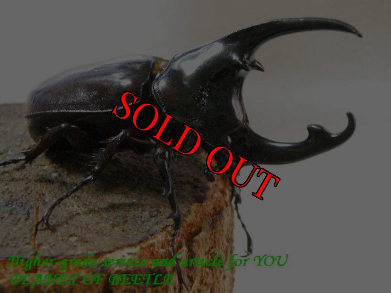 お届けする参考♂82mmです。