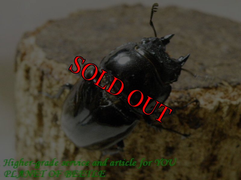 お届けする♀実物です。