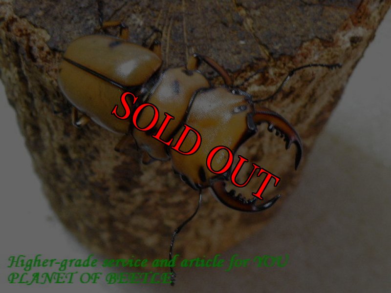 お届けする♂実物です。