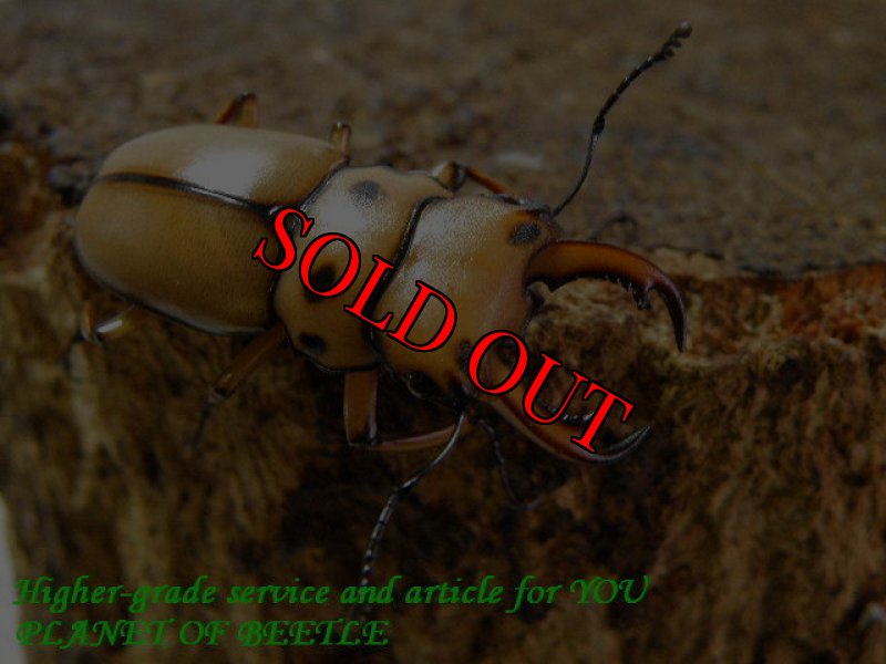 お届けする参考♂画像です。