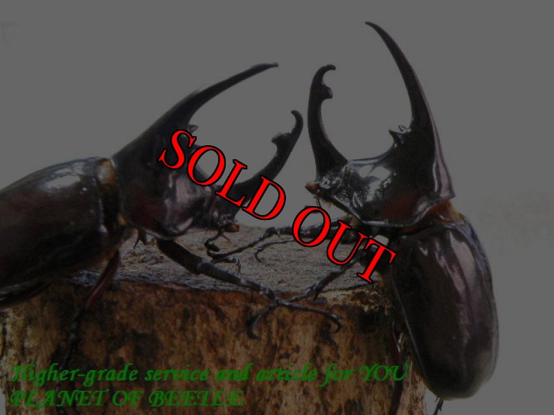 お届けする参考♂画像です。