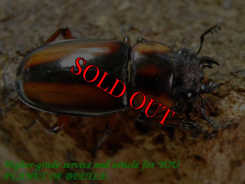 お届けする参考♀です。