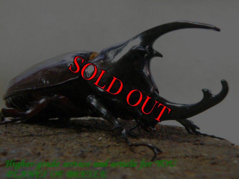 お届けする参考♂画像です。