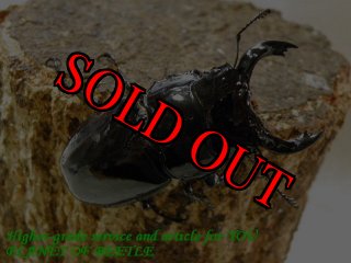 5/22レギウスオオツヤ - PLANET OF BEETLE