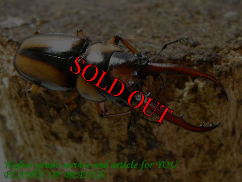 お届けする参考♂画像です。