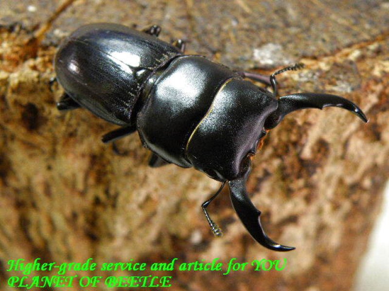 お届けする♂37mm実物です。