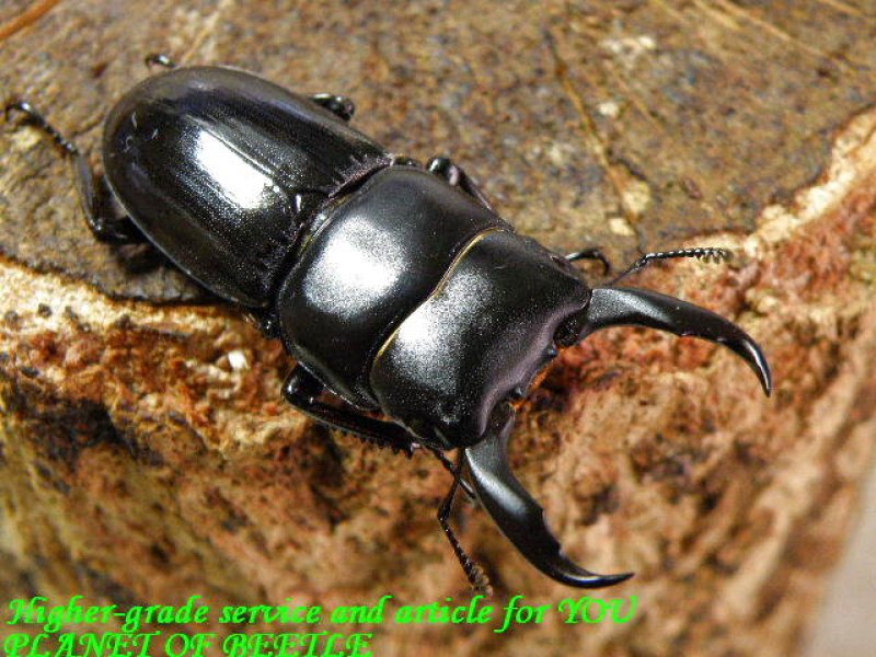 お届けする♂38mm実物です。