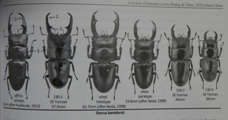 出典：Stag beetles of china II