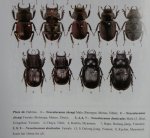 出典：stag beetles of chinaI