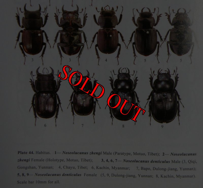 出典：stag beetles of chinaI