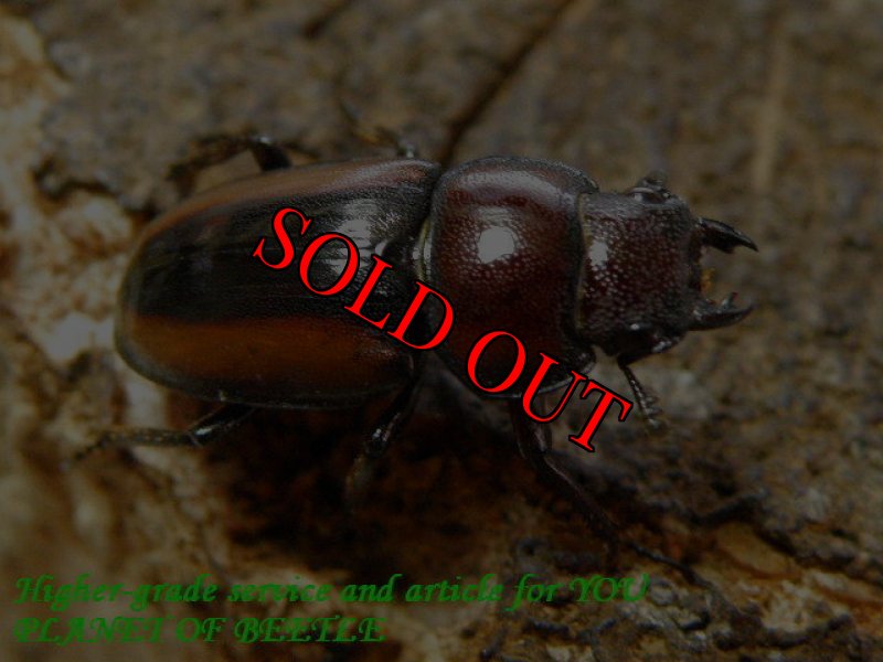 お届けする参考♀画像です。