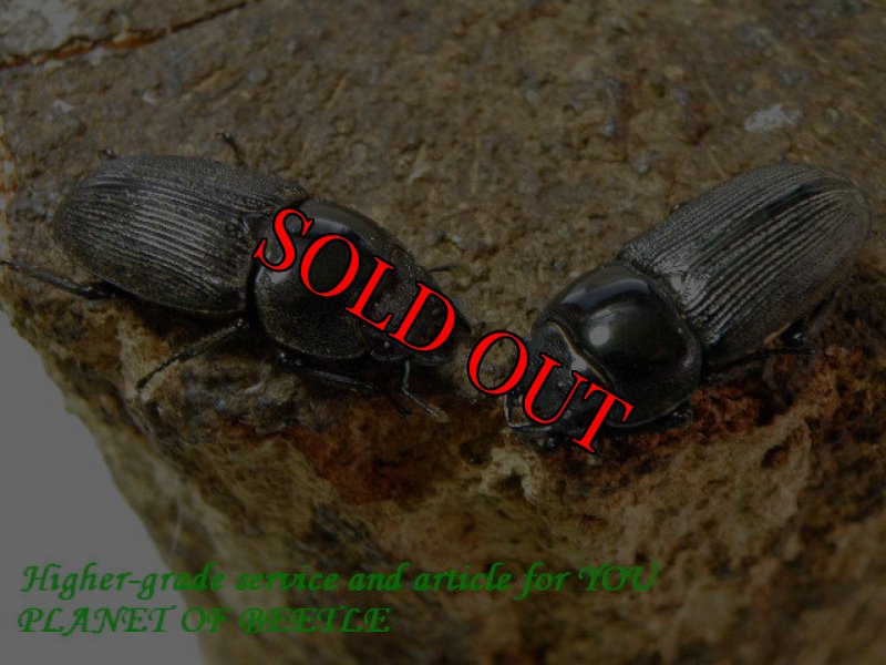 お届けする♀2頭実物です。