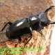 ♂37mm完品（前足爪欠有）♀30mm完品ペア24,000円