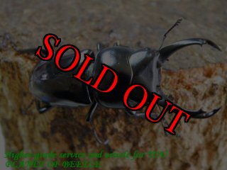 6/30ネパール・中国・台湾産 - PLANET OF BEETLE