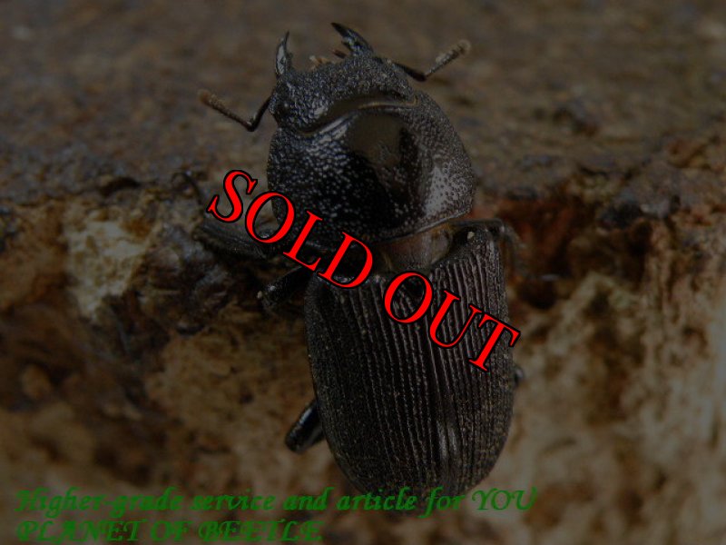 お届けする♀実物です。