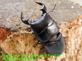 材割採集10/25貴州天然ドルクス リョフ完品ペア - PLANET OF BEETLE