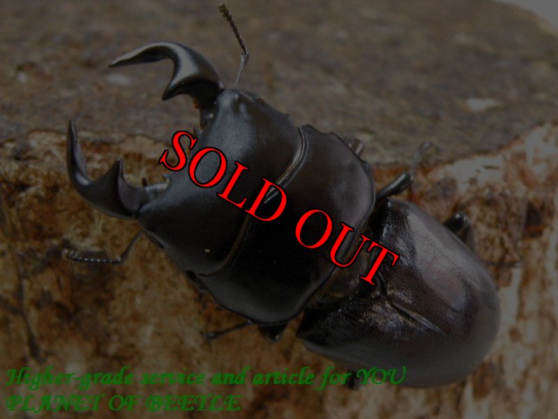 お届けする♂実物です。