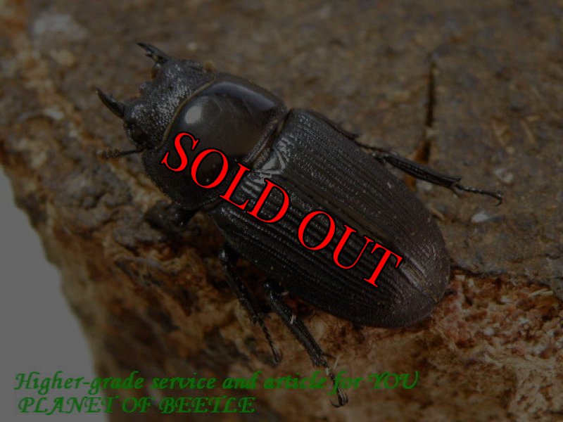 お届けする♀28mm実物です。