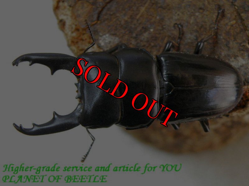 お届けする♂54mm実物です。