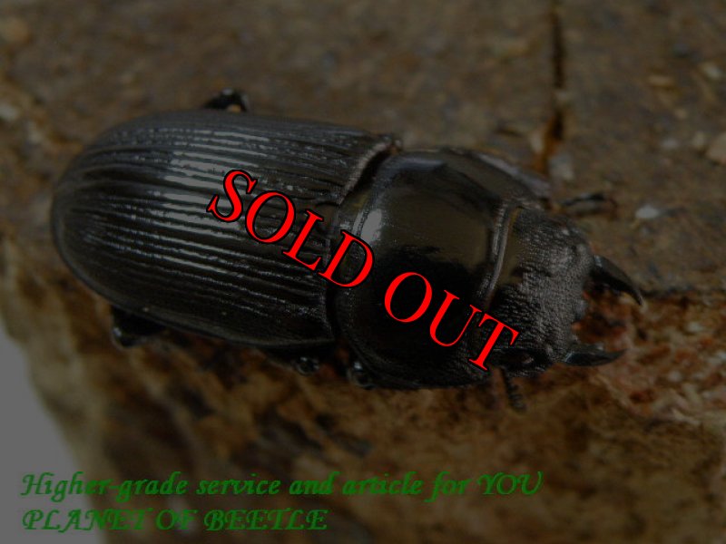 お届けする♀30mm実物です。