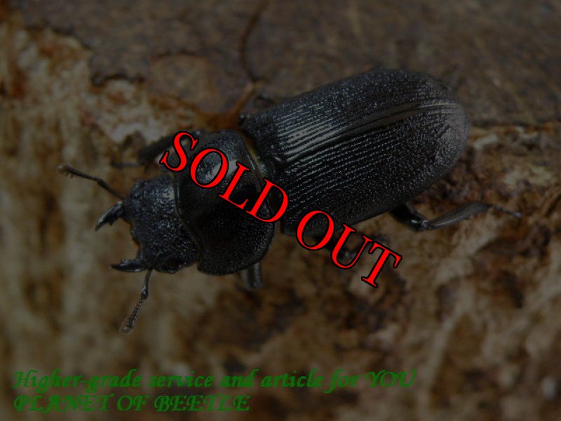 お届けする♀25mm実物です。