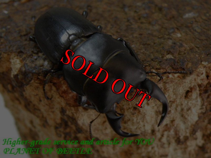 お届けする♂39mm実物です。