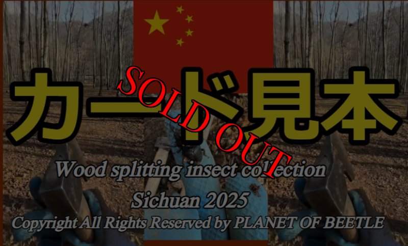 カード見本（裏面）