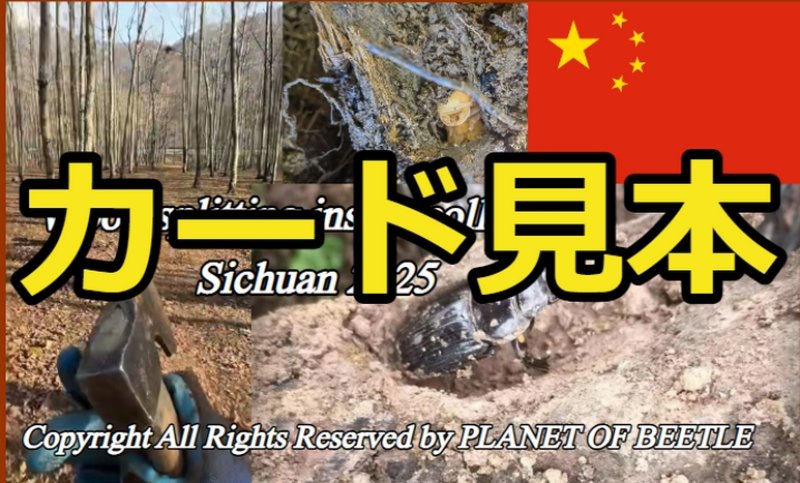 カード見本（裏面）