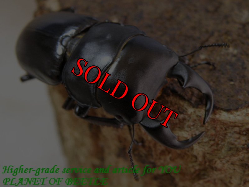 お届けする♂42mm実物です。