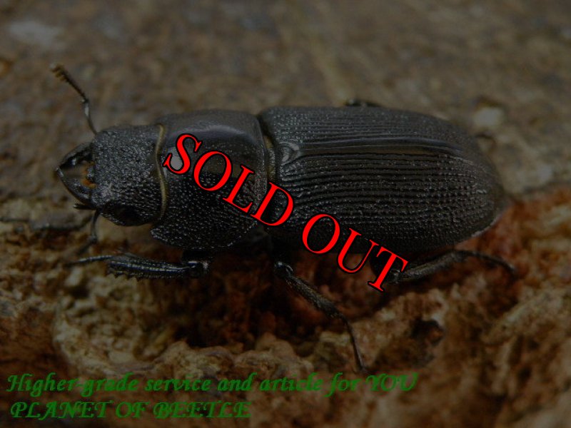 お届けする♀23mm実物です。