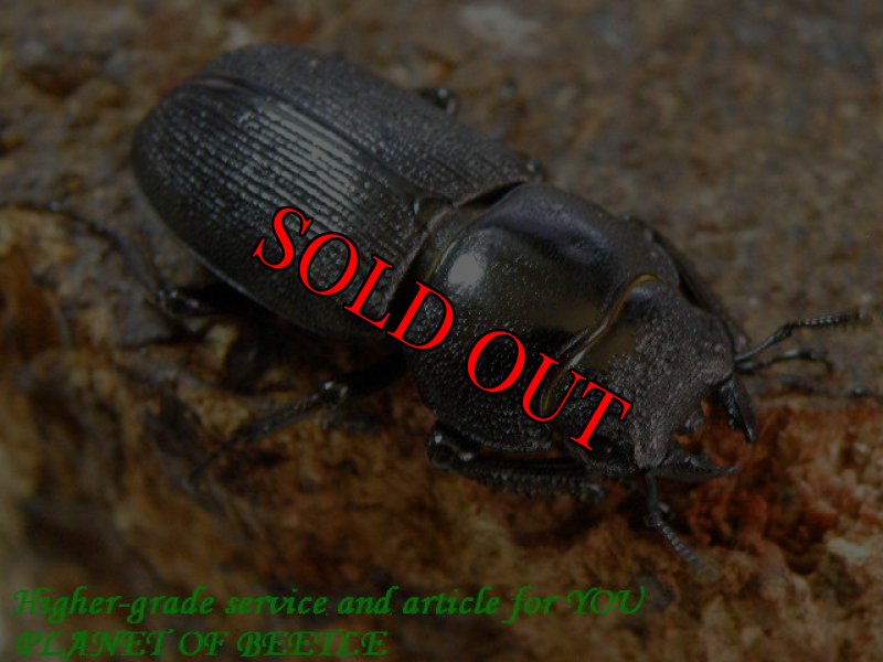 お届けする♀25mm実物です。