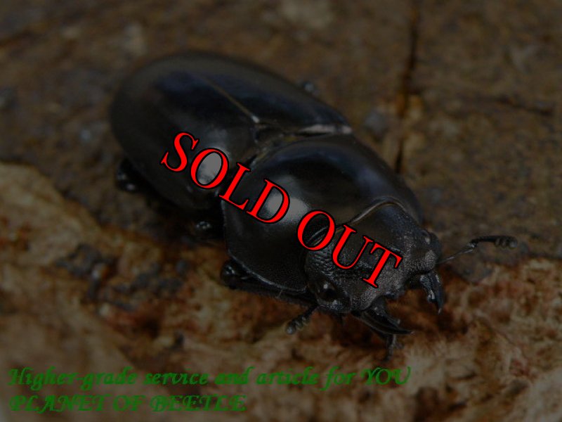 お届けする♀実物です。