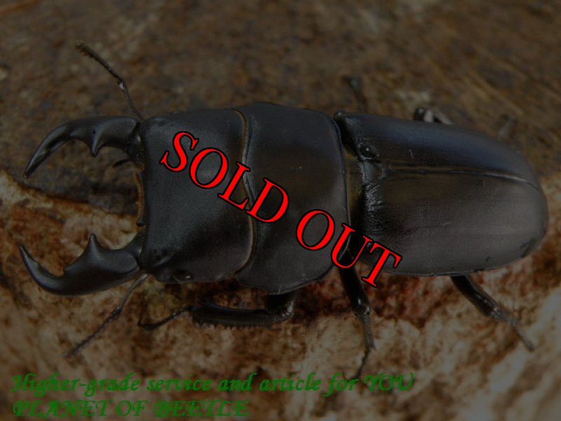 お届けする♂40mm実物です。