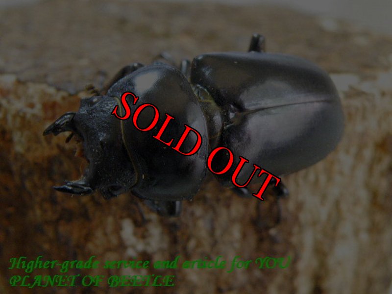 お届けする♀41mm実物です。