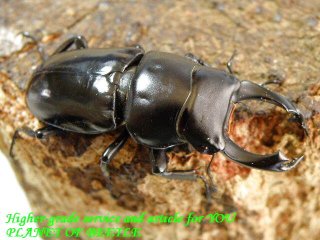 クワガタ カブトムシ レア種 飼育用品 通販専門店 PLANET OF BEETLE