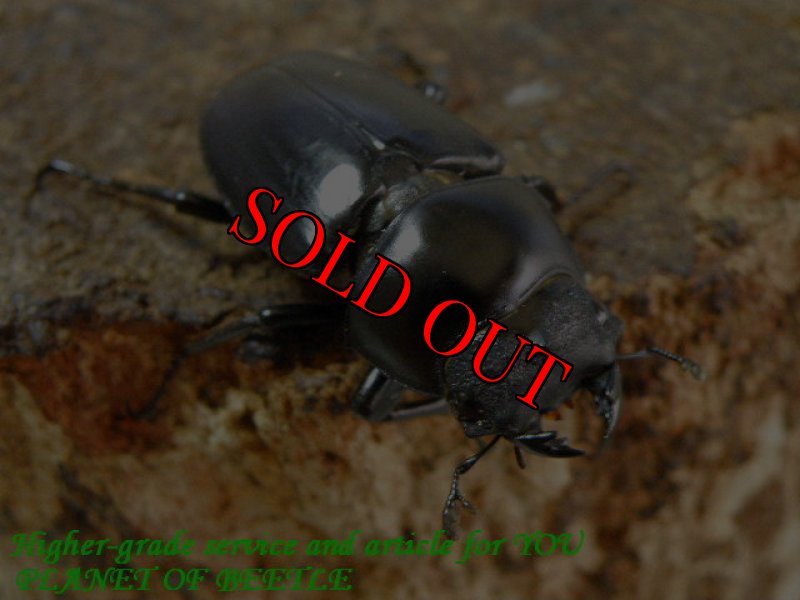 お届けする♀35mm実物です。