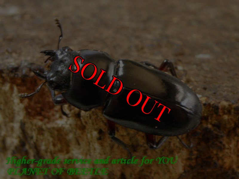 お届けする♀実物です。