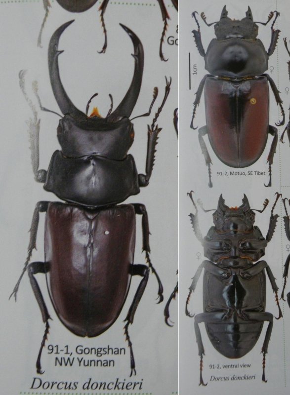出典:Stagbeetles of ChinaII