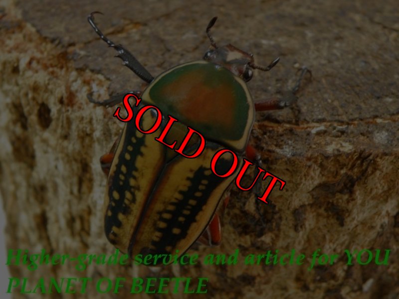 お届けする♀実物です。